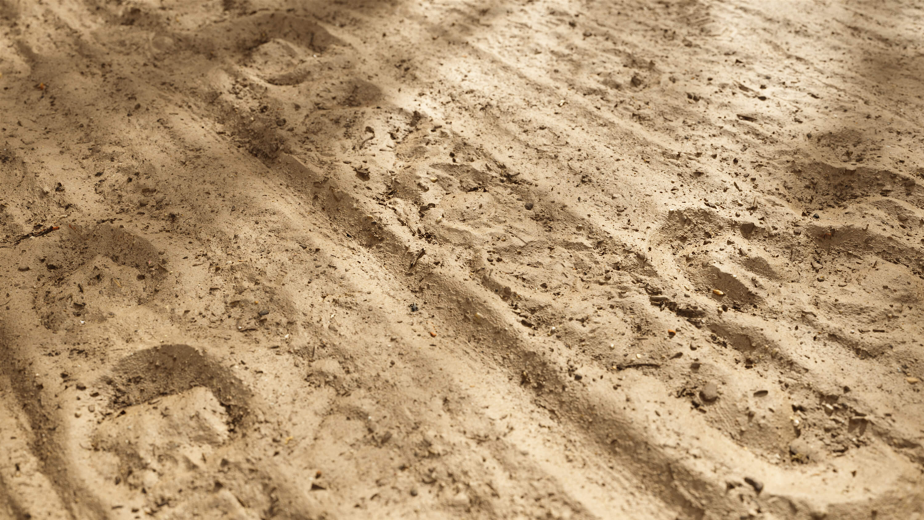 Seamless Sand Soil Trampled Forest Path Floor Texture Set 16k PBR