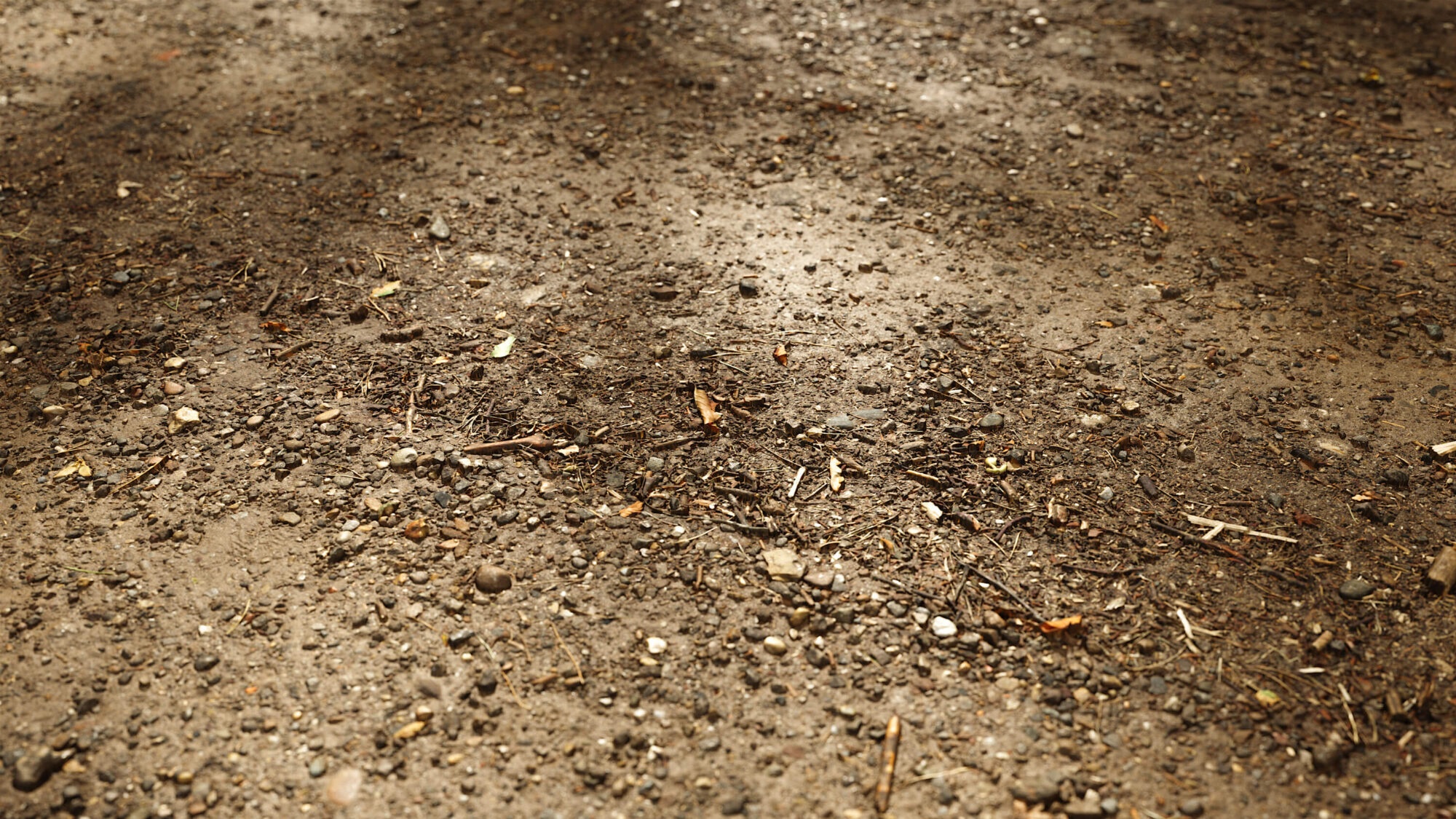 Seamless Forest Floor Texture