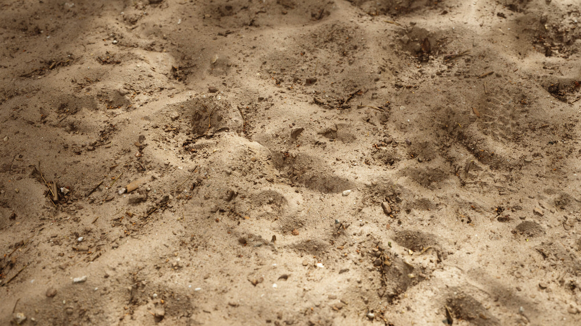 Seamless Soil Texture