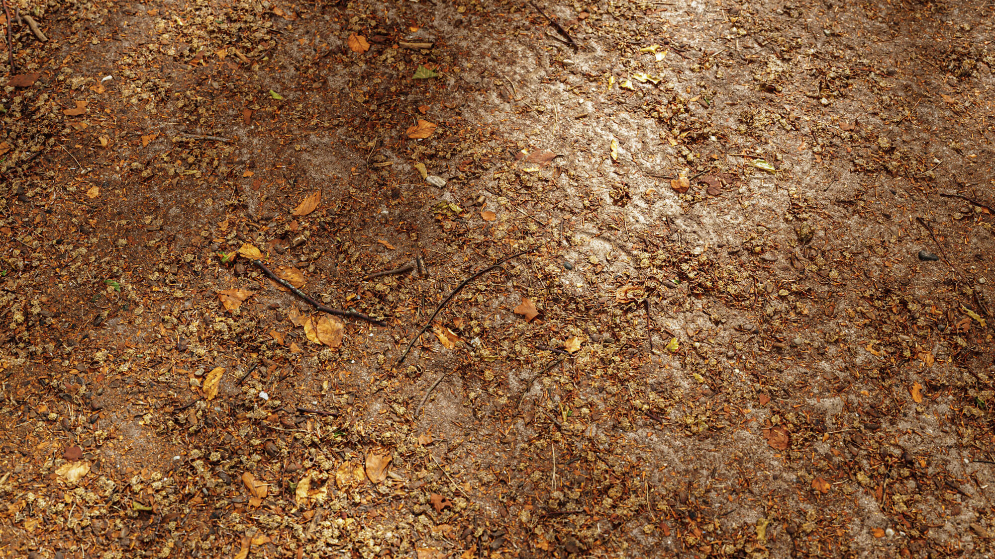 Beech Forest Floor seamless PBR Texture