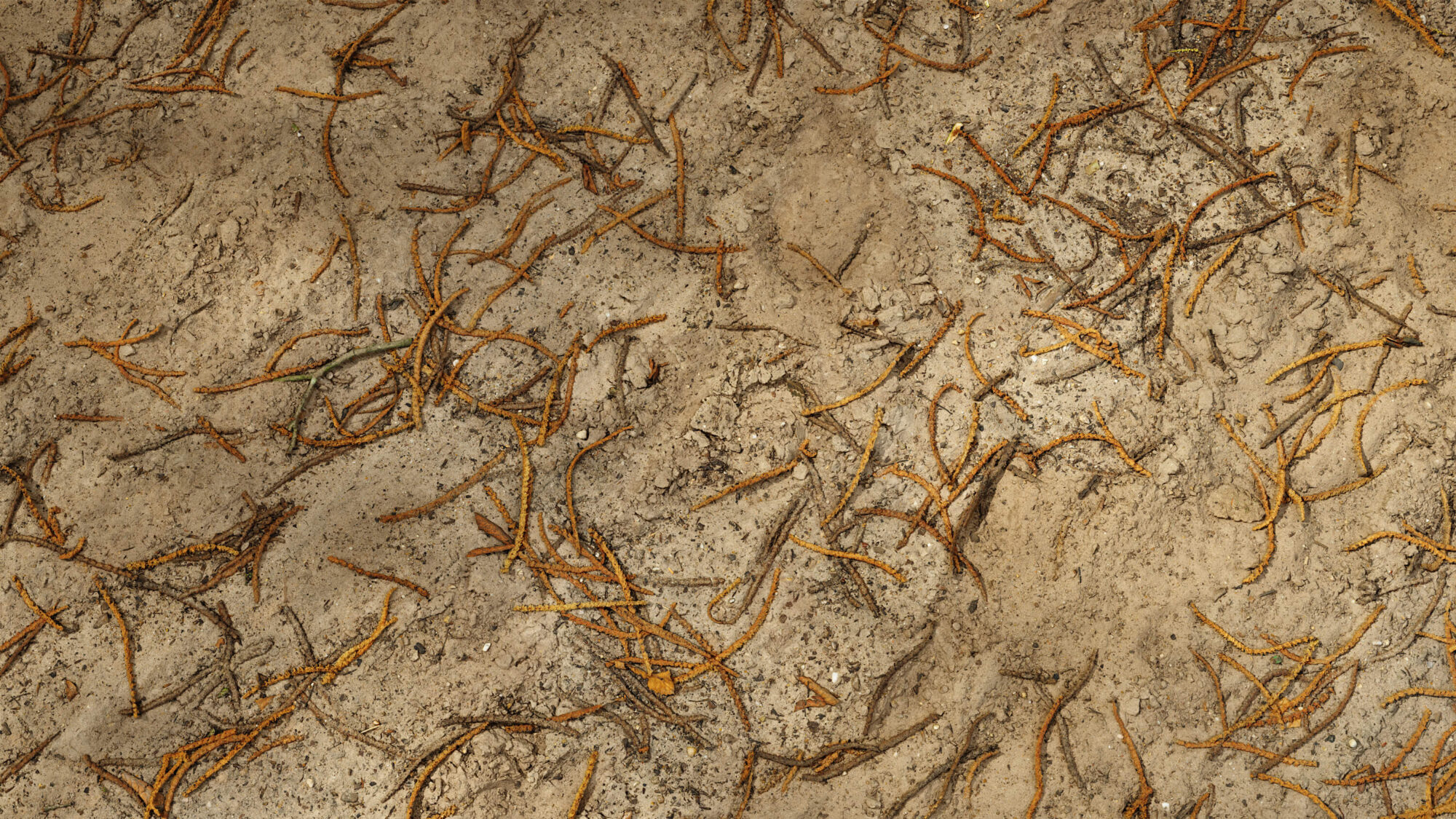 Seamless Soil Texture