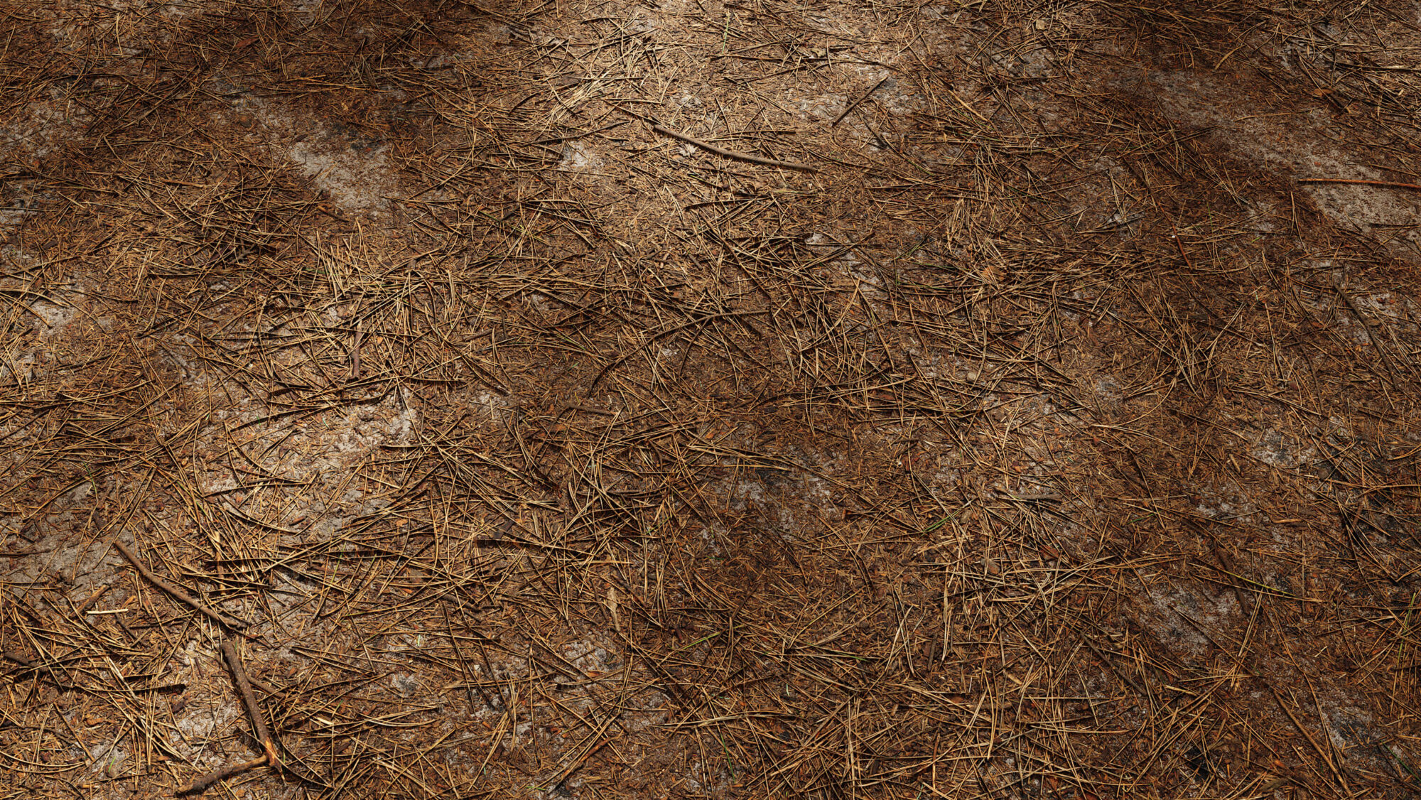 Seamless Forest Floor Texture