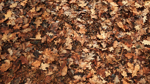 Seamless Forest Floor Texture