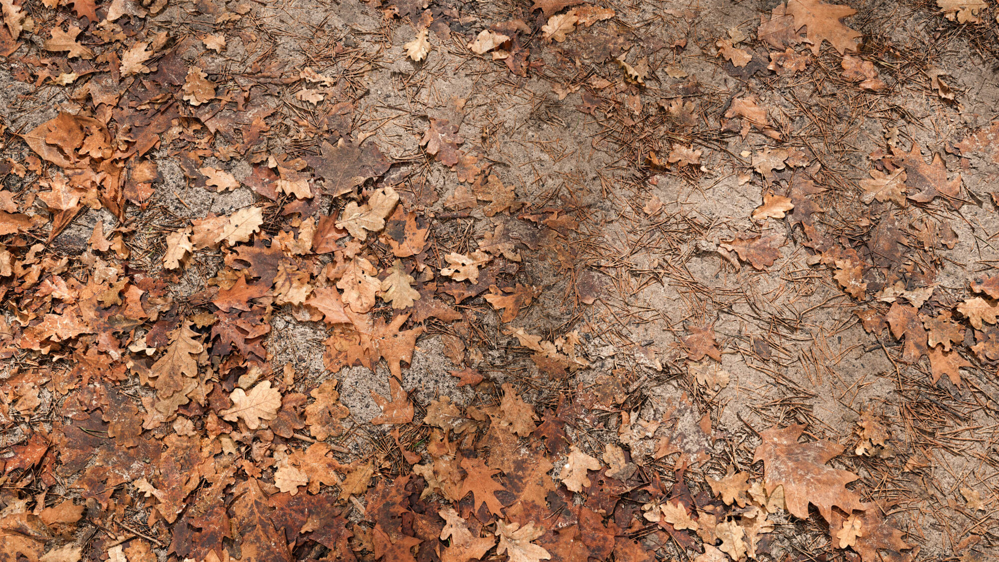 Seamless Forest Floor Texture